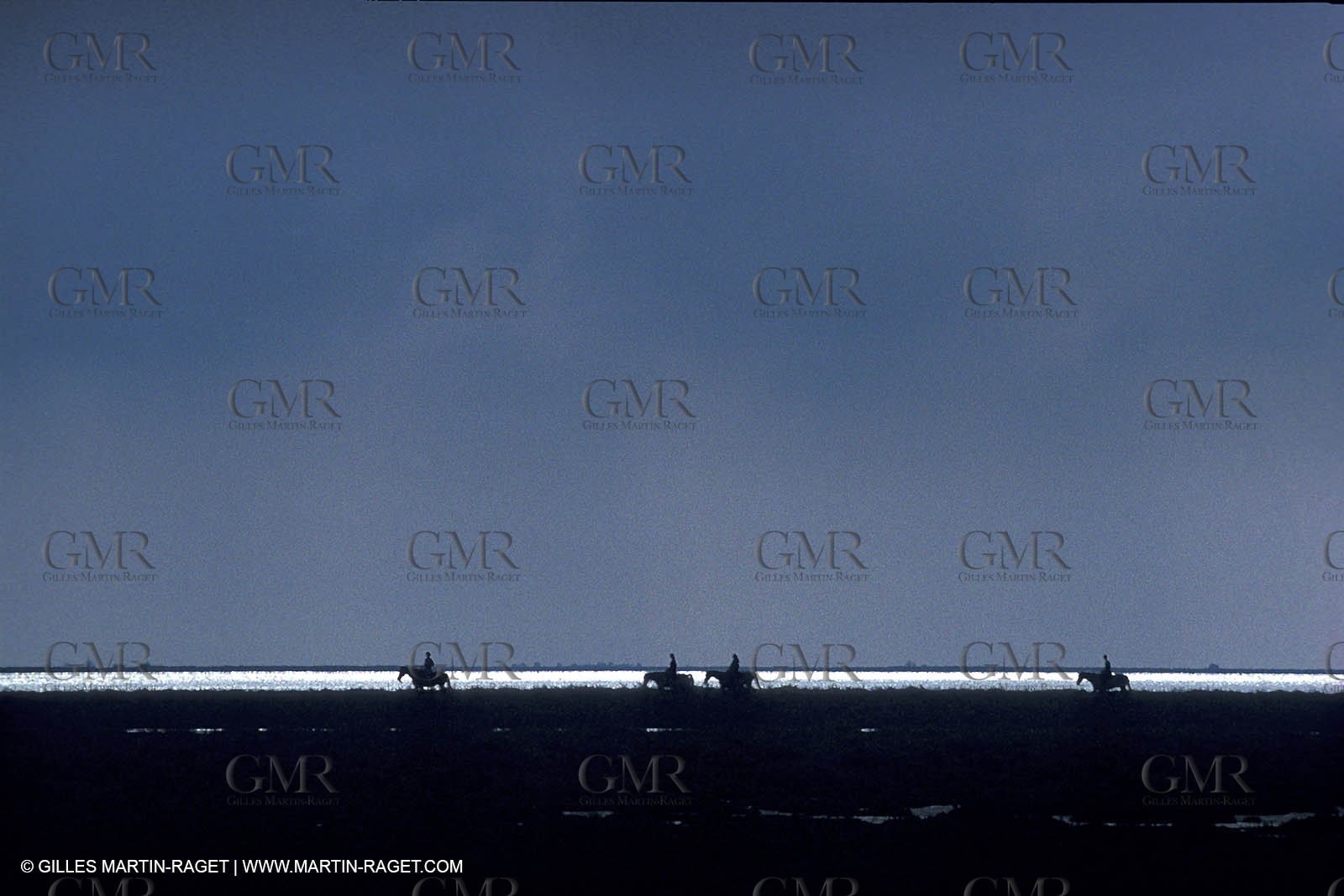 Riding horses - Camargue