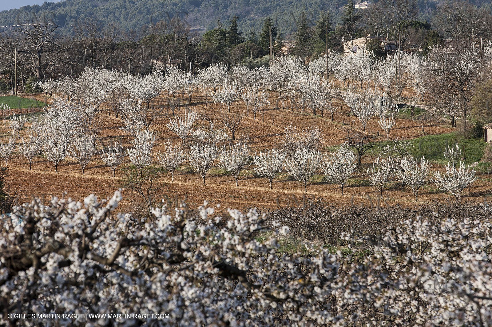 March 30th 2012 - Saint Saturnin les Apt (FRA, 84) - blooming cherry trees
