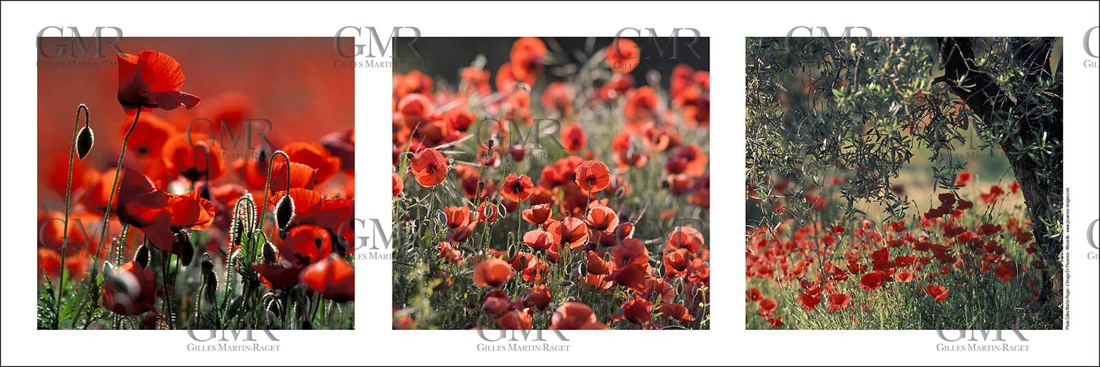 Produit : Tirage photo réalisé par nos soins sur imprimante jet d'encre professionnelle Epson à partir de 8 encres ultrachrome inaltérables (label Digigraphie).Formats au choix : . . 20 x 60 cm . 33 x 95 cm . 52 x 150 cmChoix des papiers : . Papier standard brillant 250 gr., filet noir, marge blanche, tirage non signé . Papier haut de gamme satiné 290 gr. filet noir, marge blanche, tirage vérifié et signé par l'auteur. . Tirages d'art (Digigraphies) signées, numérotées, tamponnées, enregistrées sur demande . Autres supports (canvas, acrylique, dibond) sur demandeConditionnement : tube cylindrique renforcé.Options pour l'expédition :  . Colissimo + dépôt boîte aux lettres (France uniquement) . Colissimo avec signature à réception . Transporteur express (2 jours ouvrés) avec signature à réceptionCliquez sur caddie pour sélectionner votre formule et démarrer la procédure de commande en ligne