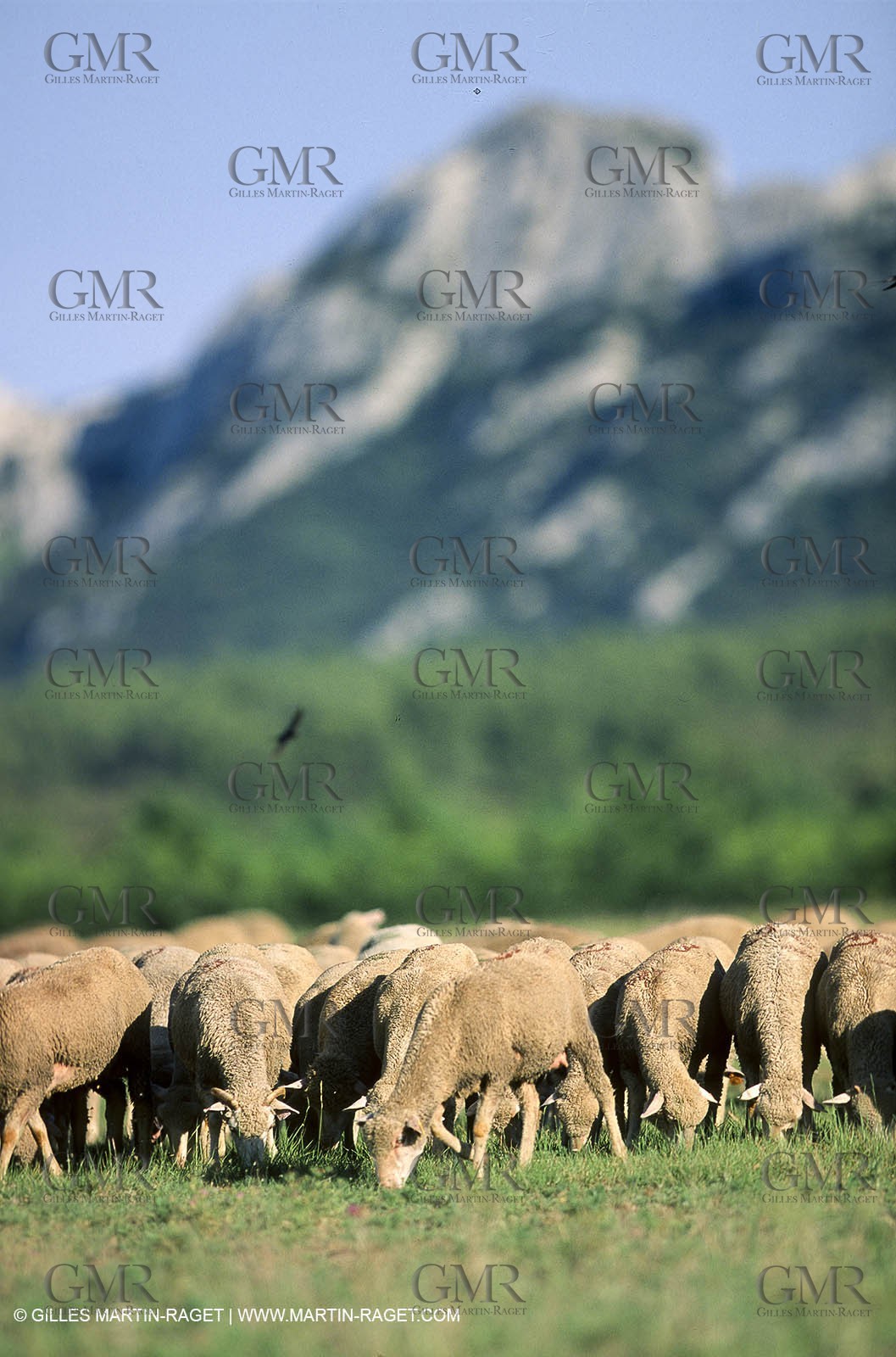 Saint Rémy de Provence (FRA,13) - Sheep stocks migration Fest
