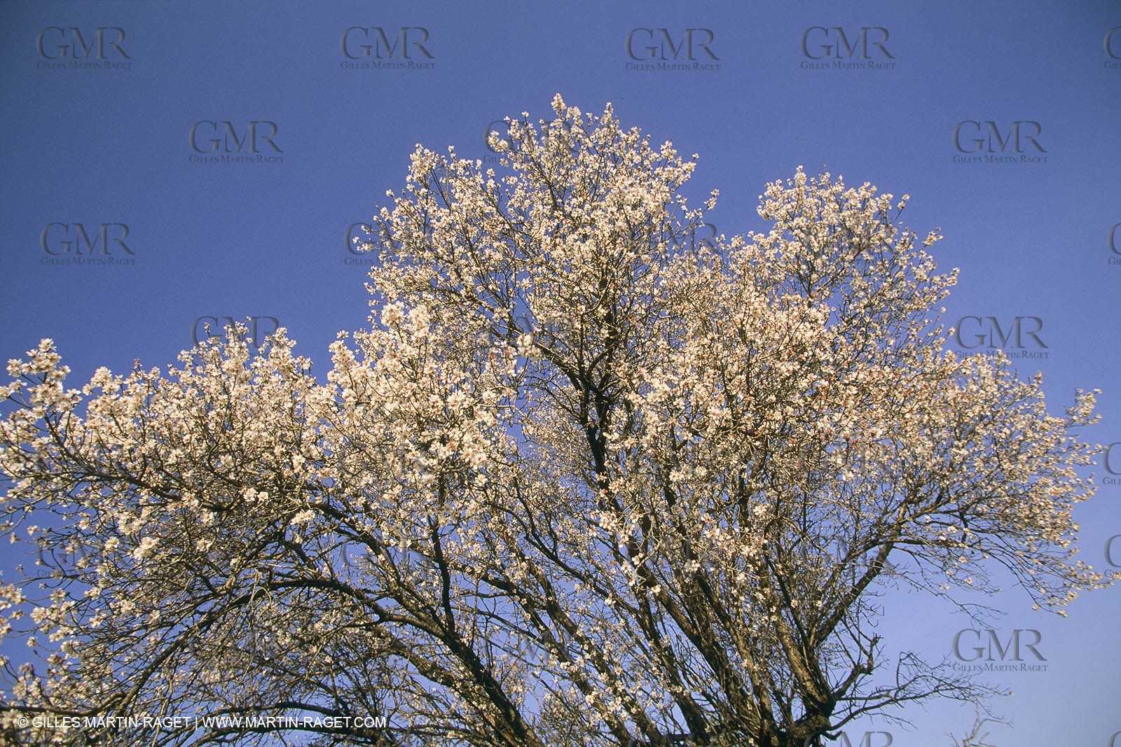 France, Provence, Arbres fruitiers en fleur   Spring bloom