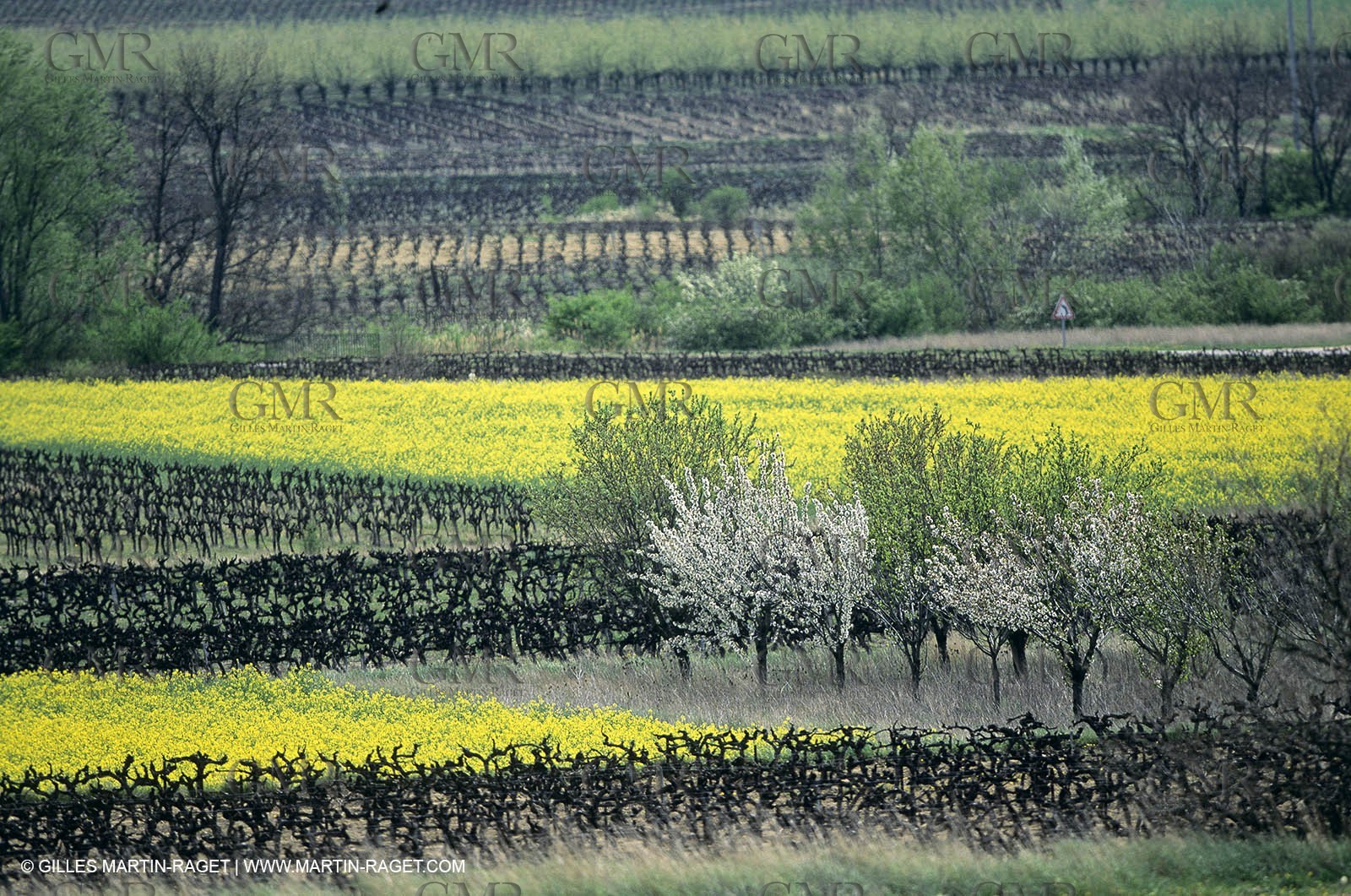 Alpilles (FRA,13), Rape fields