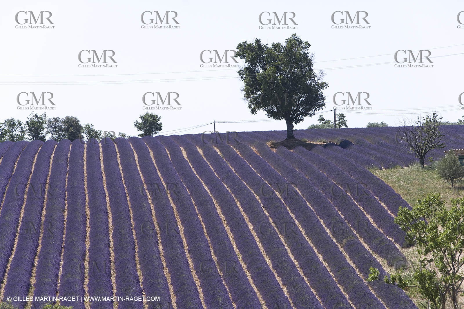 13 08 2007 - Valensole (04) - lavender fields on Valensole plateau