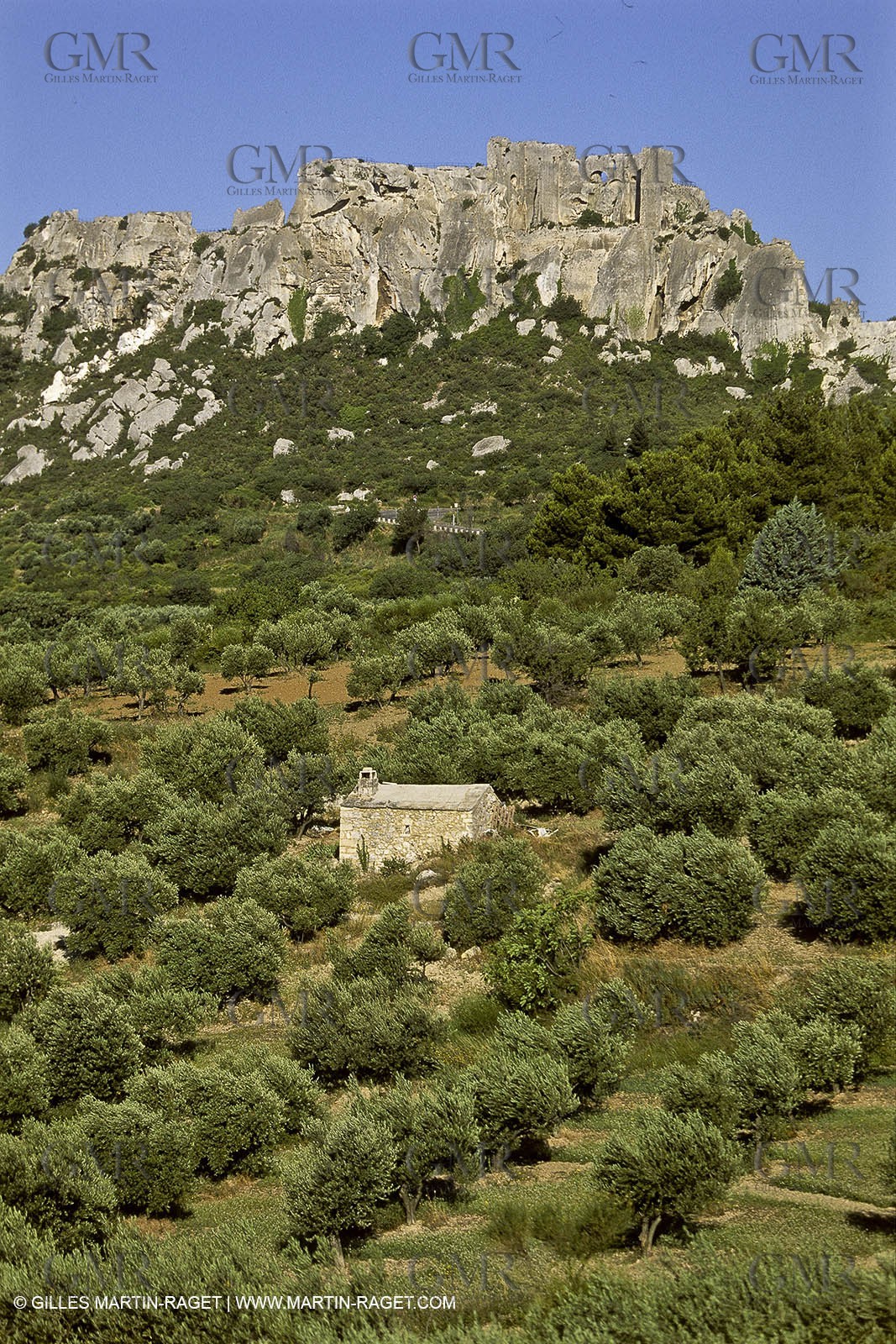 France, Provence, Oliviers, oliveraies, olive trees