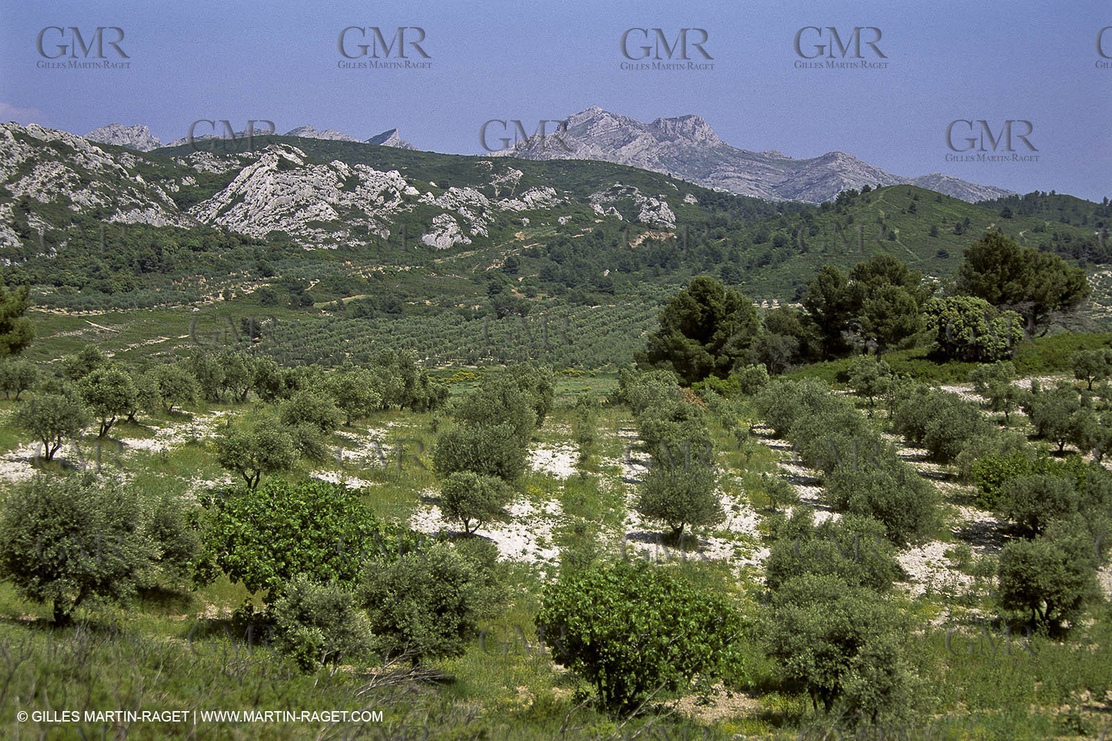 France, Provence, Oliviers, oliveraies, olive trees