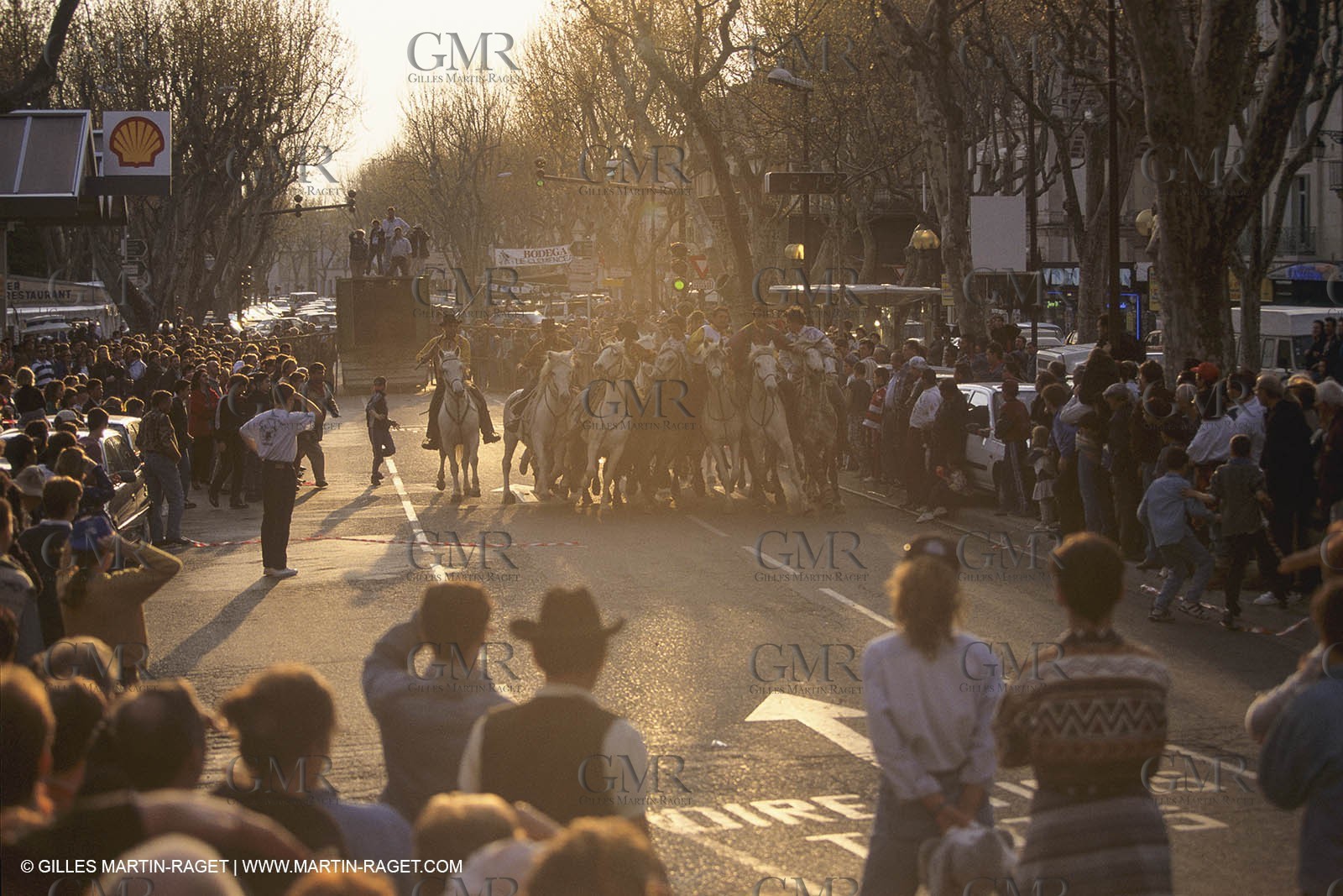 France, Provence, Moutons, bergers, élevage, transhumance