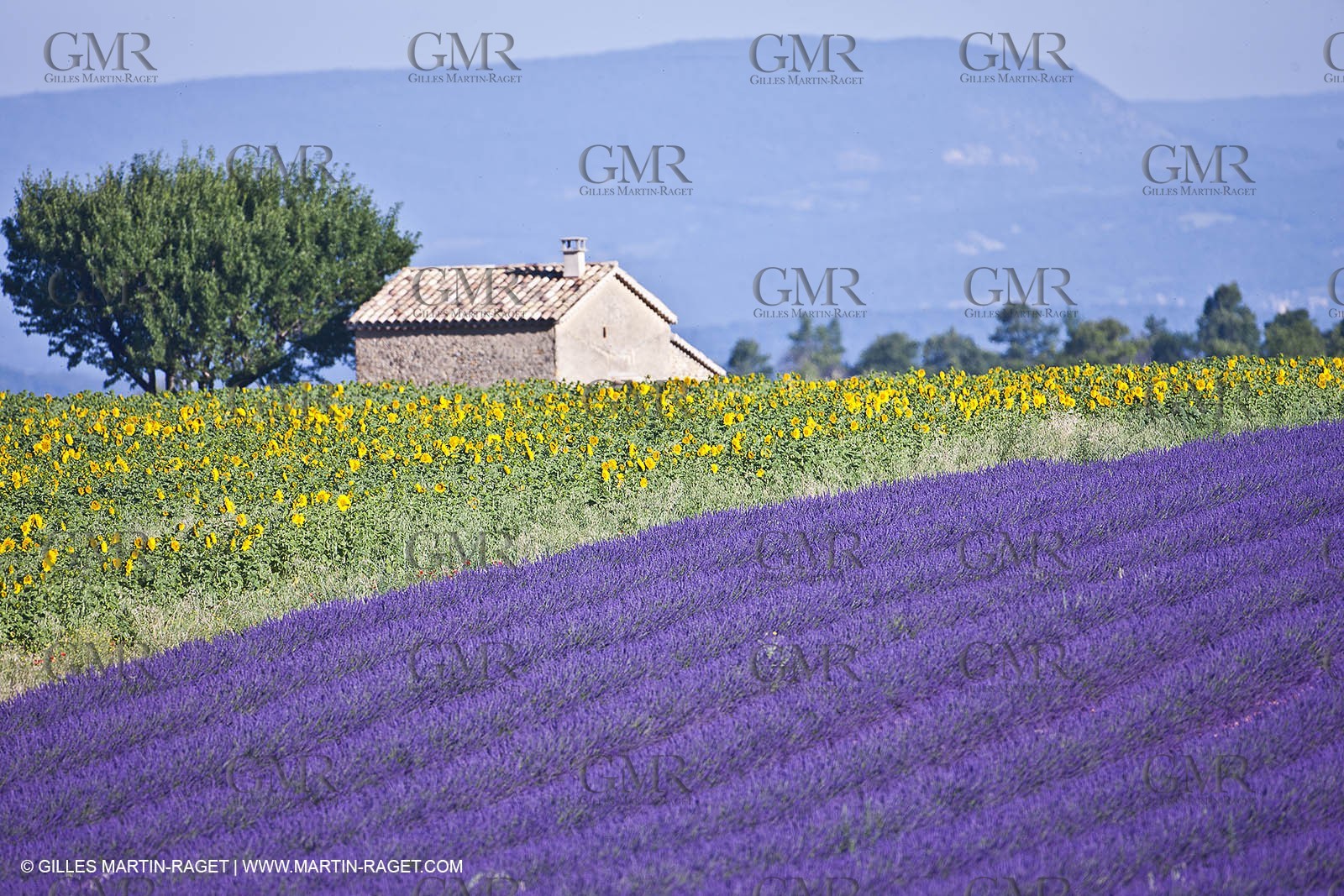 27 06 2011 - Valensole (FRA, 04) - Lavander fields