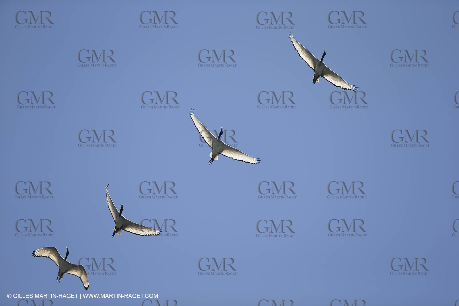 07 11 2014, Capetown (ZAF), Volvo Ocean Race 2014-15, Arrivals Team SCA