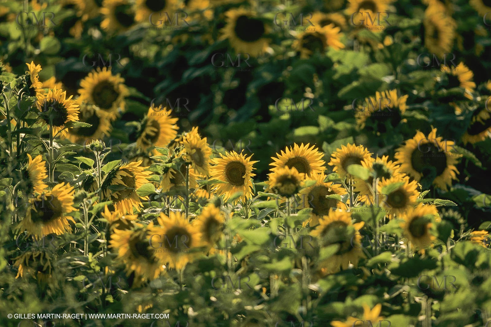France, Provence, Champs de tournesols