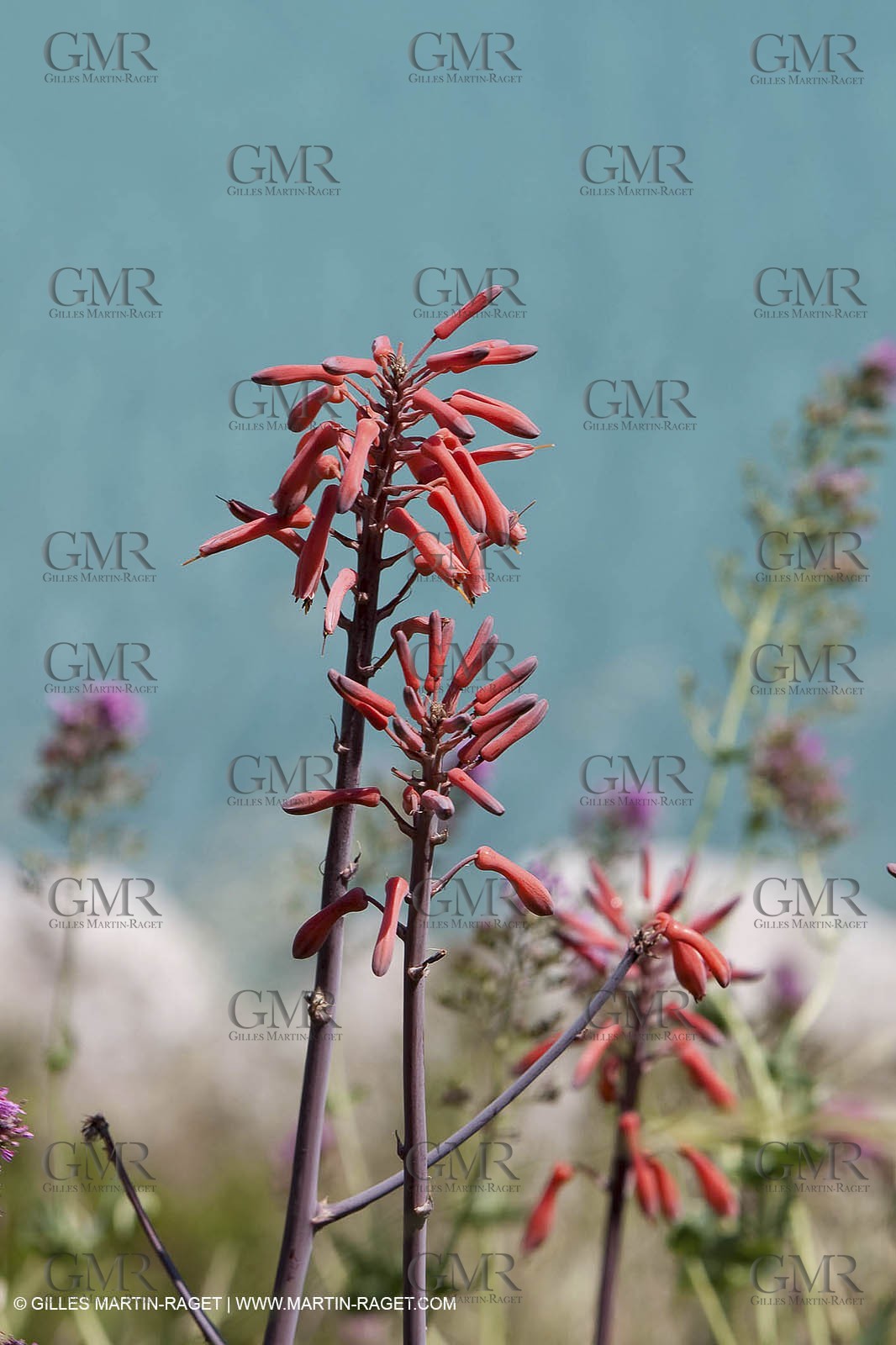 27 05 2009 - Marseille (FRA, 13) - Les Calanques - Sormiou