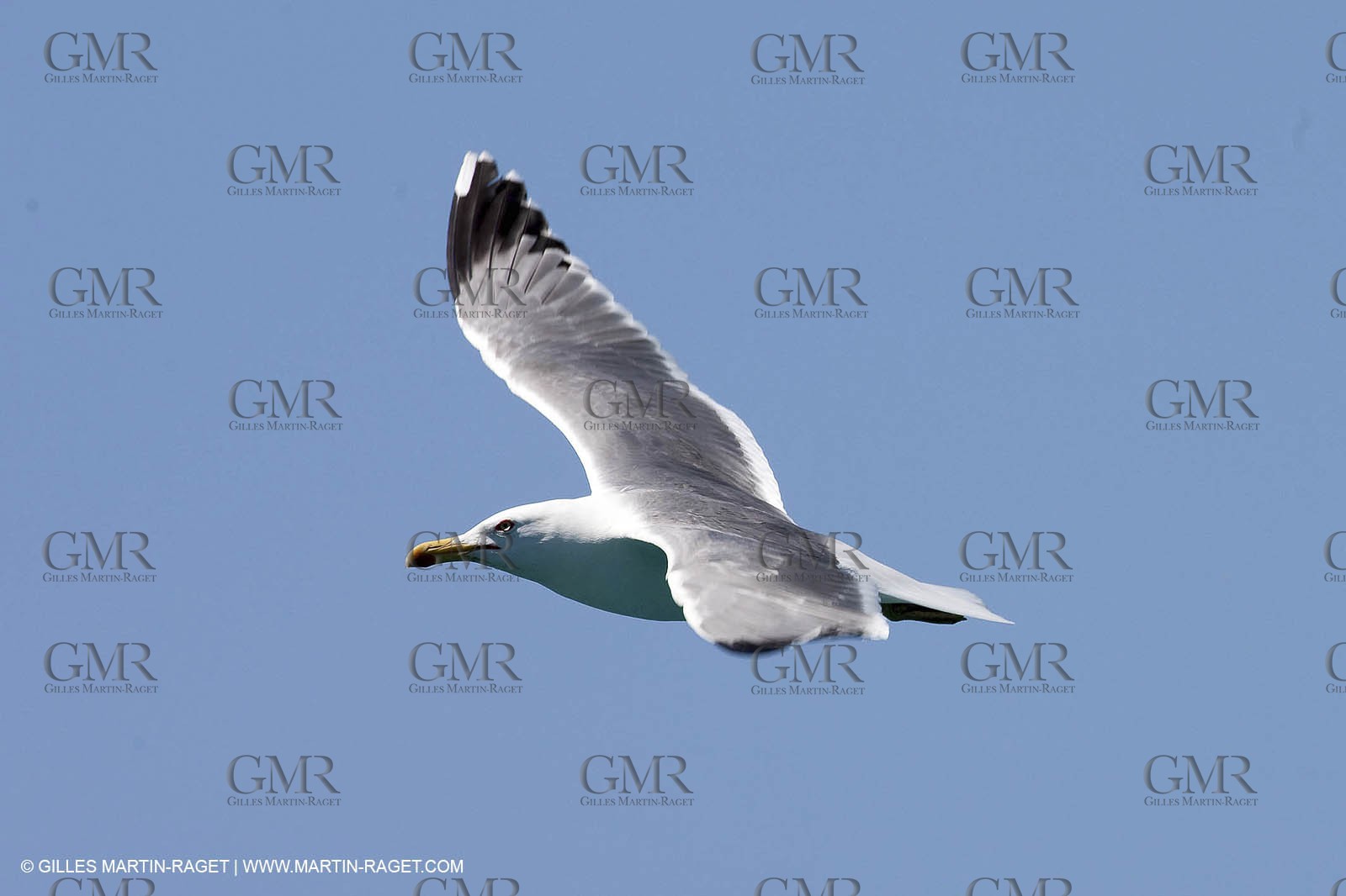 07 05 2009 - Marseille (FRA, 13) - Les Calanques - Riou