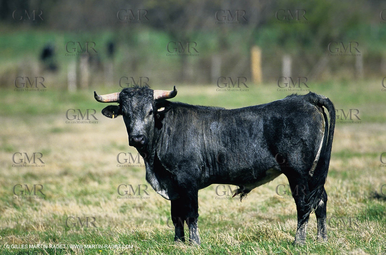 Bouches du Rhône, Camargue (FRA 13) - Camargue bulls