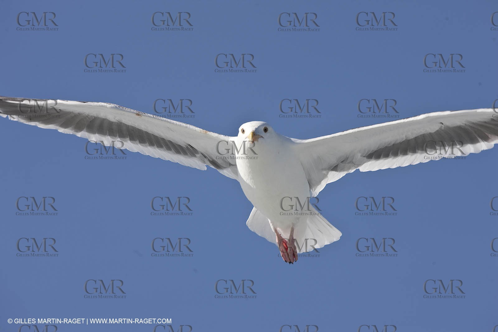 28 10 2009 - San Diego (USA, CA) - 33rd America's Cup - BMW ORACLE Racing - BOR 90 october 09 version trials