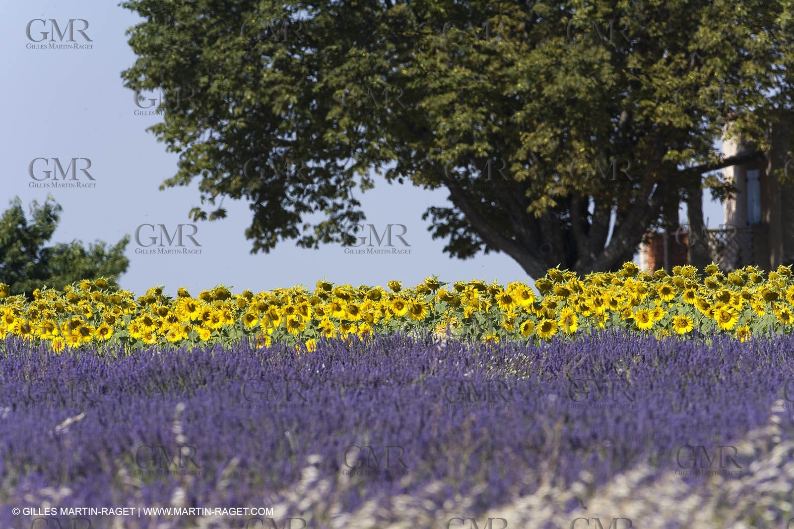 13 08 2007 - Valensole (04) - lavender fields on Valensole plateau