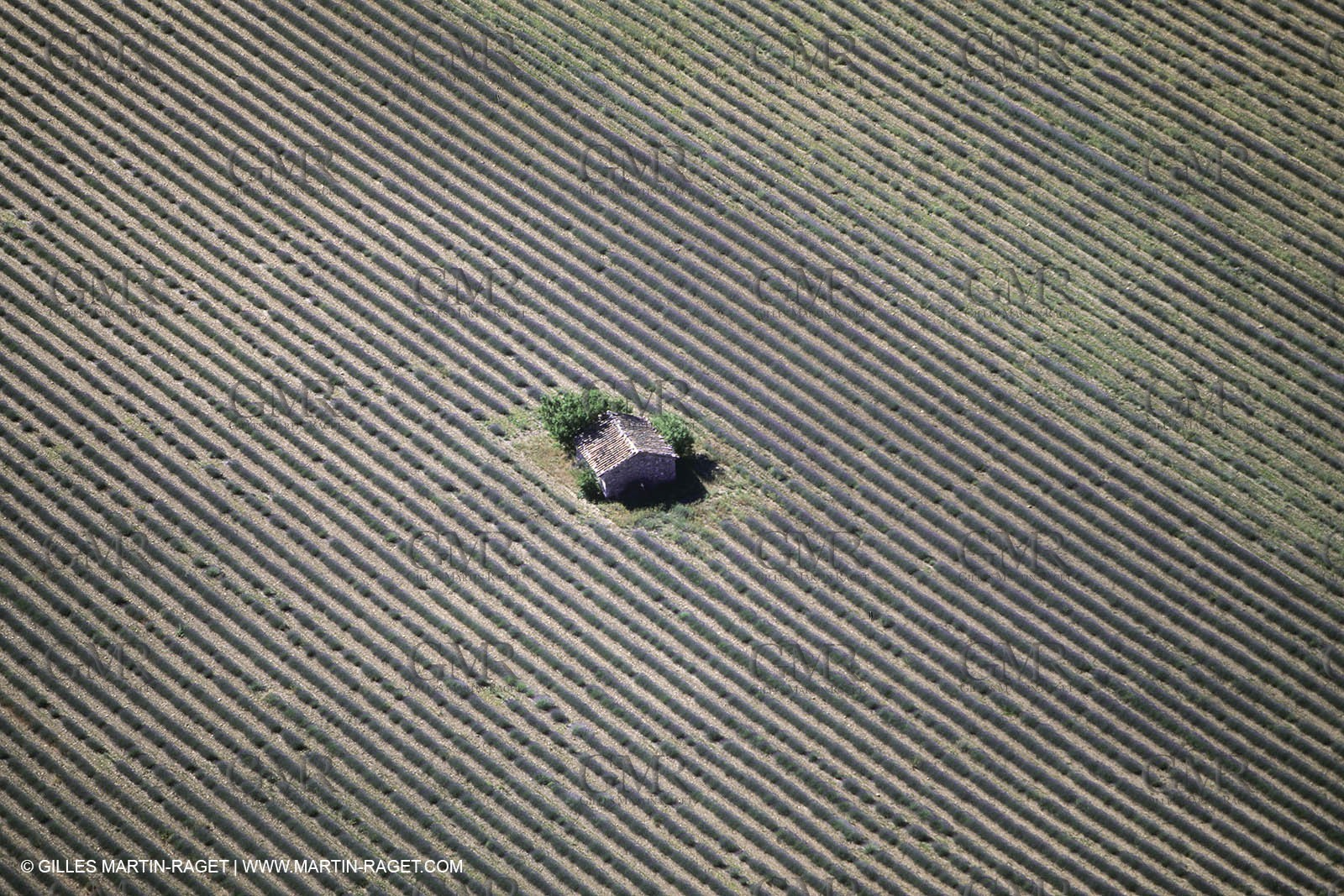 Juin 2005, Valensole (FRA,04) - Lavander fields