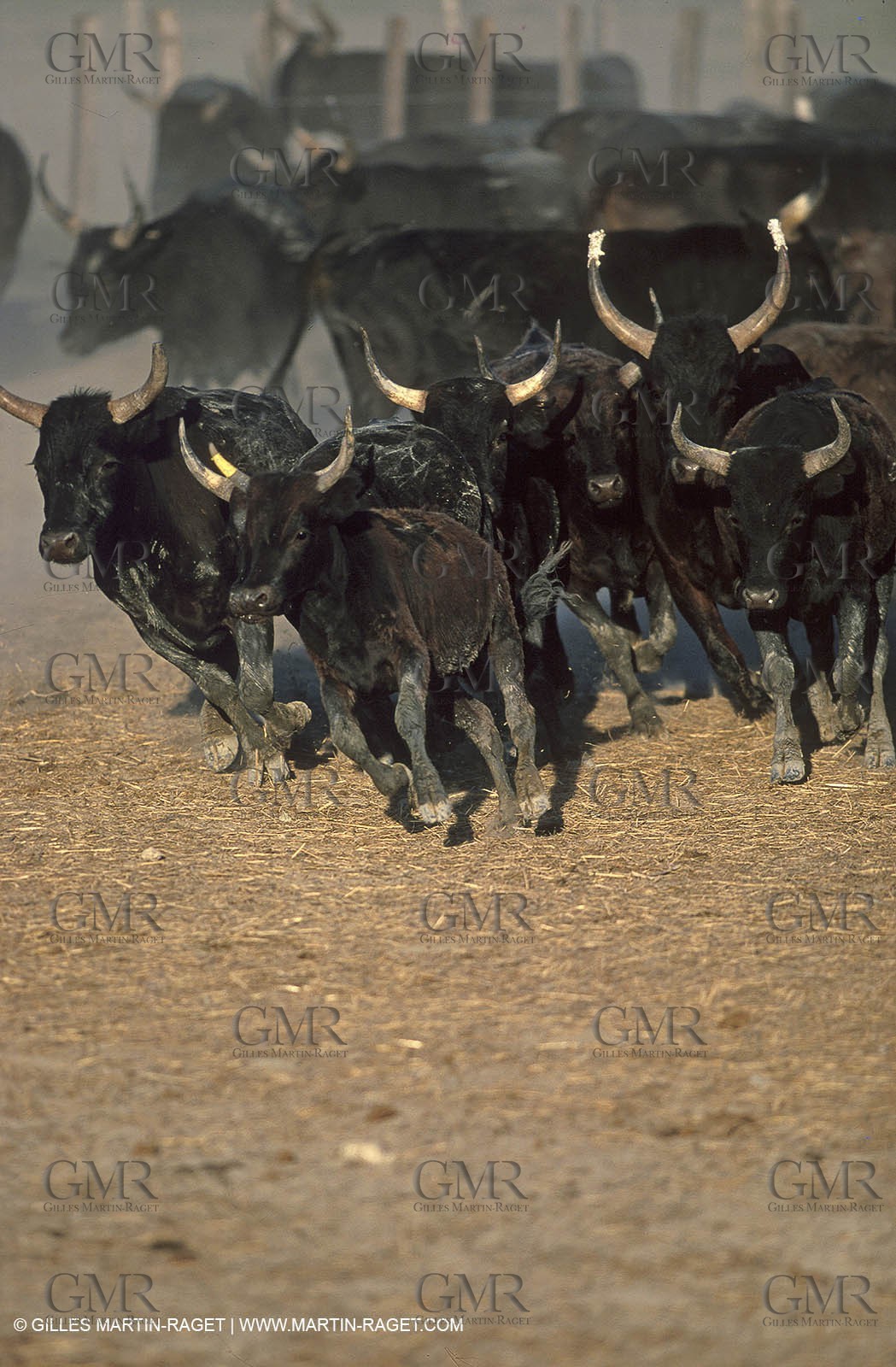 Taureaux de Camargue