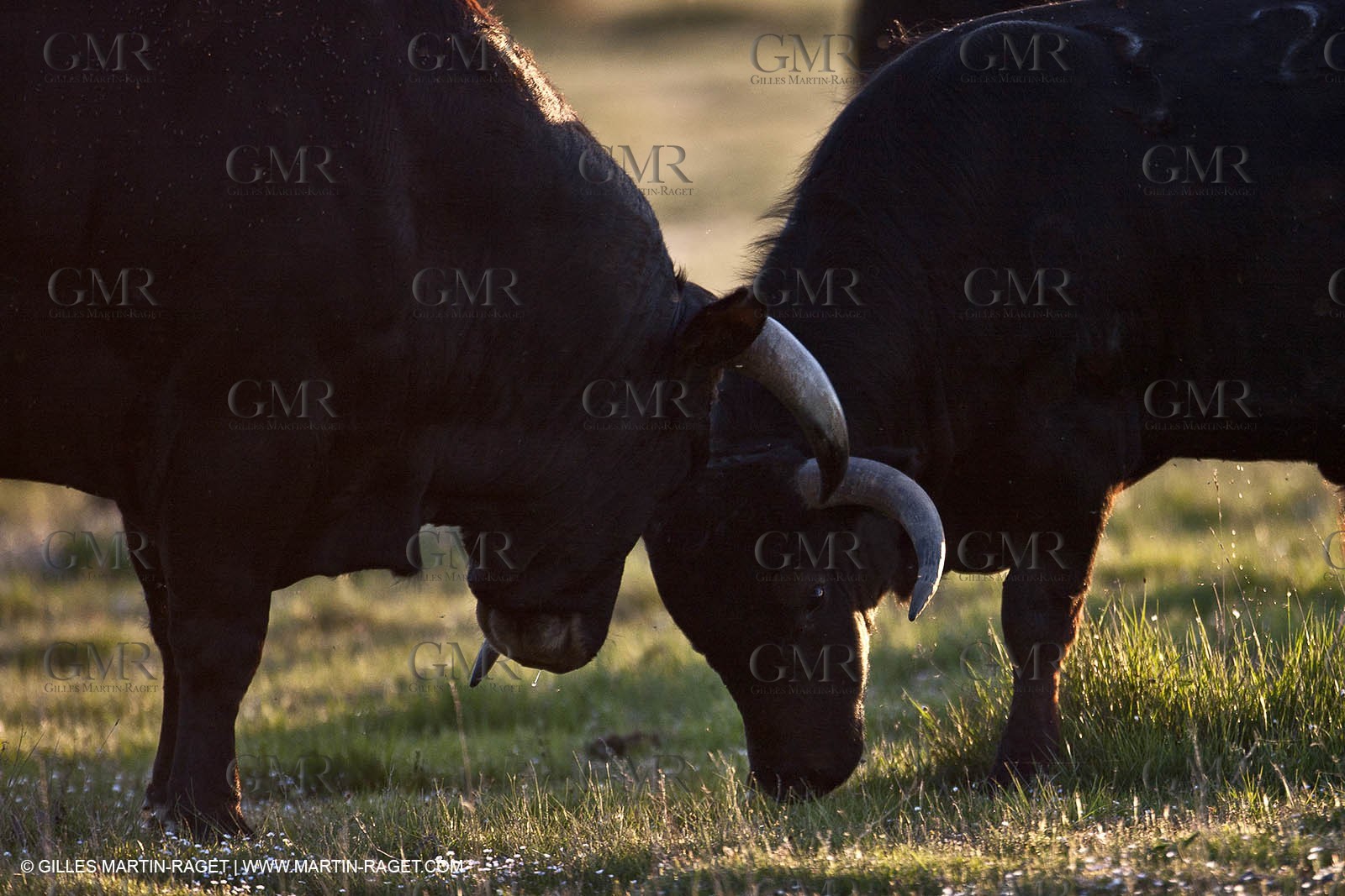 09 04 2011 - Arles (FRA,13) - Elevage de Taureaux de combat en Camargue