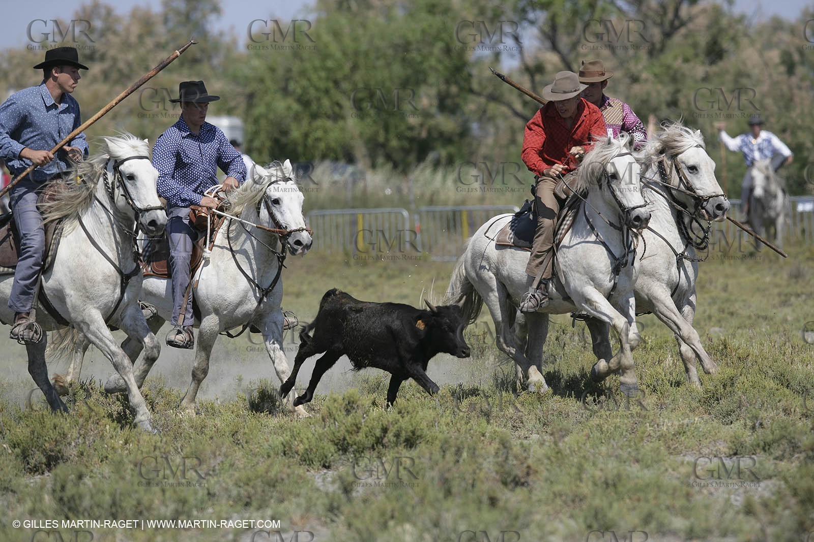 Arles 2006, Camargue horses races