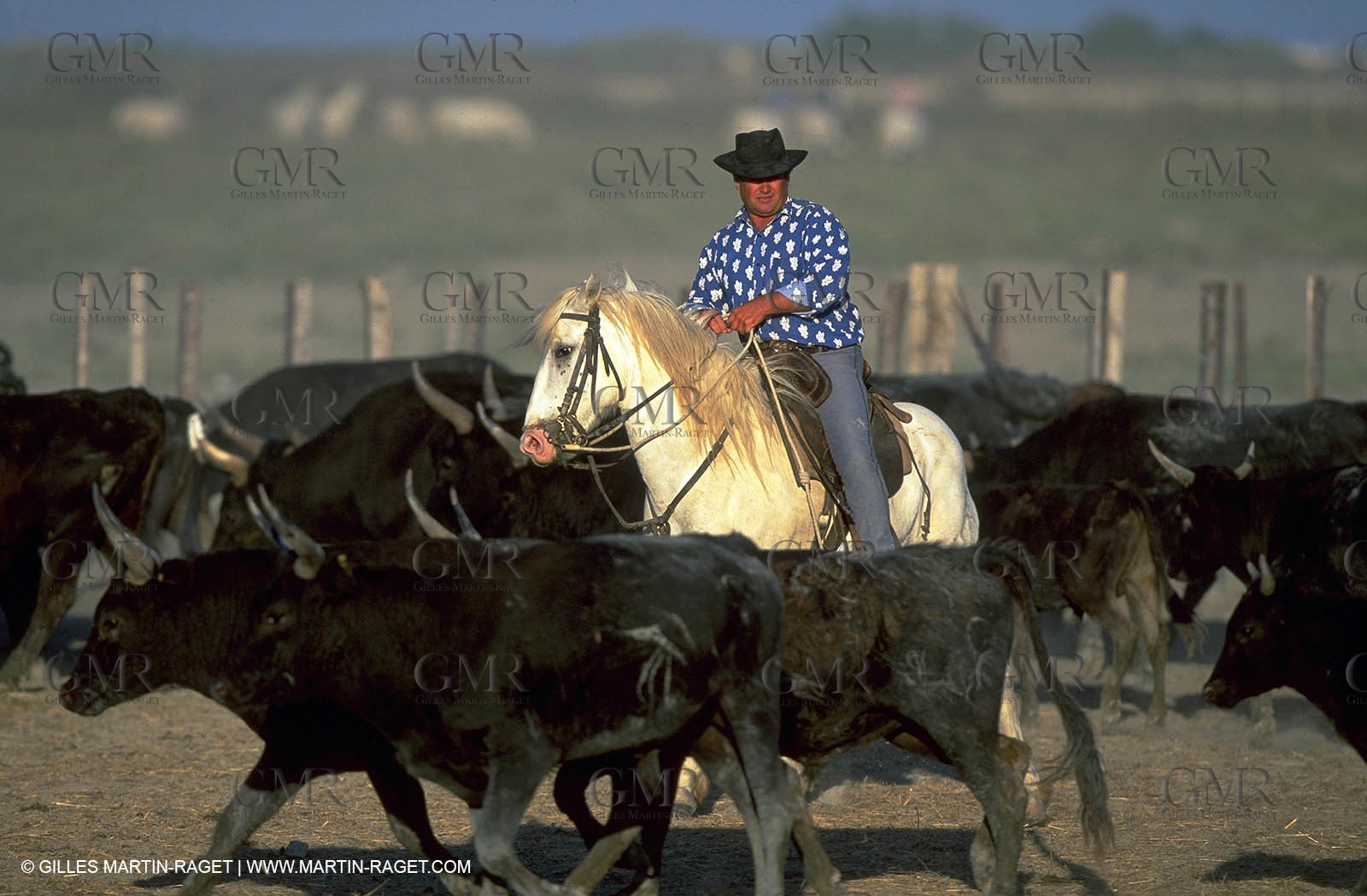 Arles - Camargue gardians (cow boys) at work