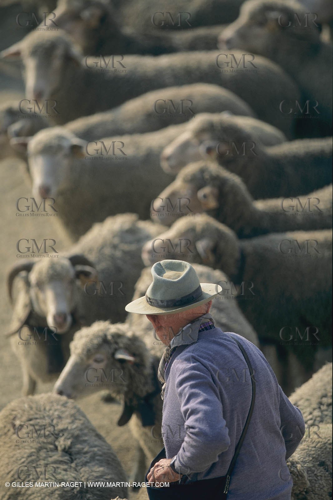 France, Provence, Moutons, bergers, élevage, transhumance