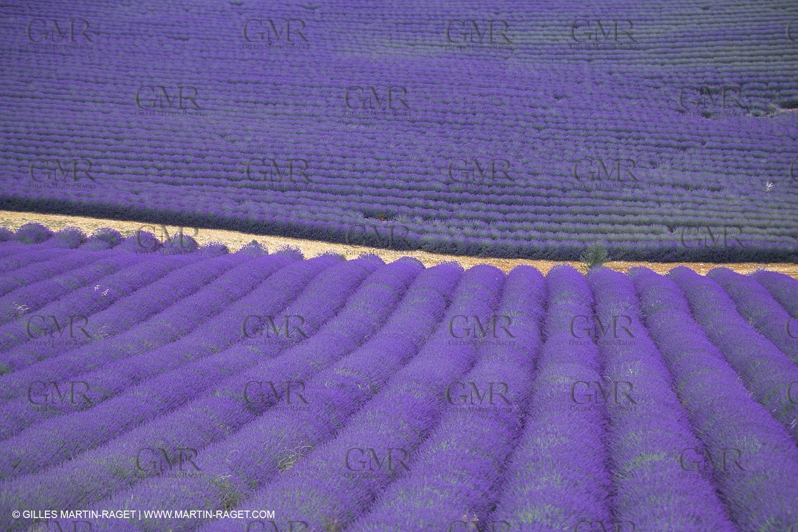 France, Provence, Lavender fields