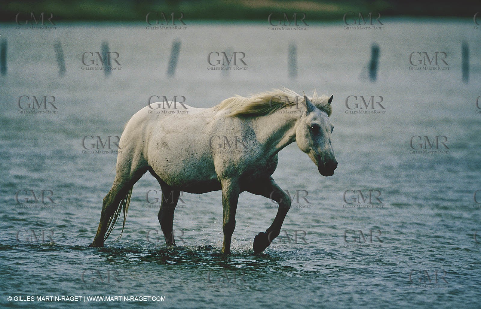 2000-2010- Arles - Les Saintes Maries de la mer (FRA,13) - Camargue horses