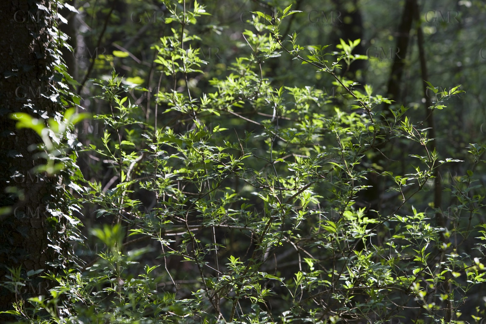 27 04 2010 - Gmunden (Lake Traunsee, Austria) - RC44 World Championship 2010 - BMW ORACLE Racing - Training