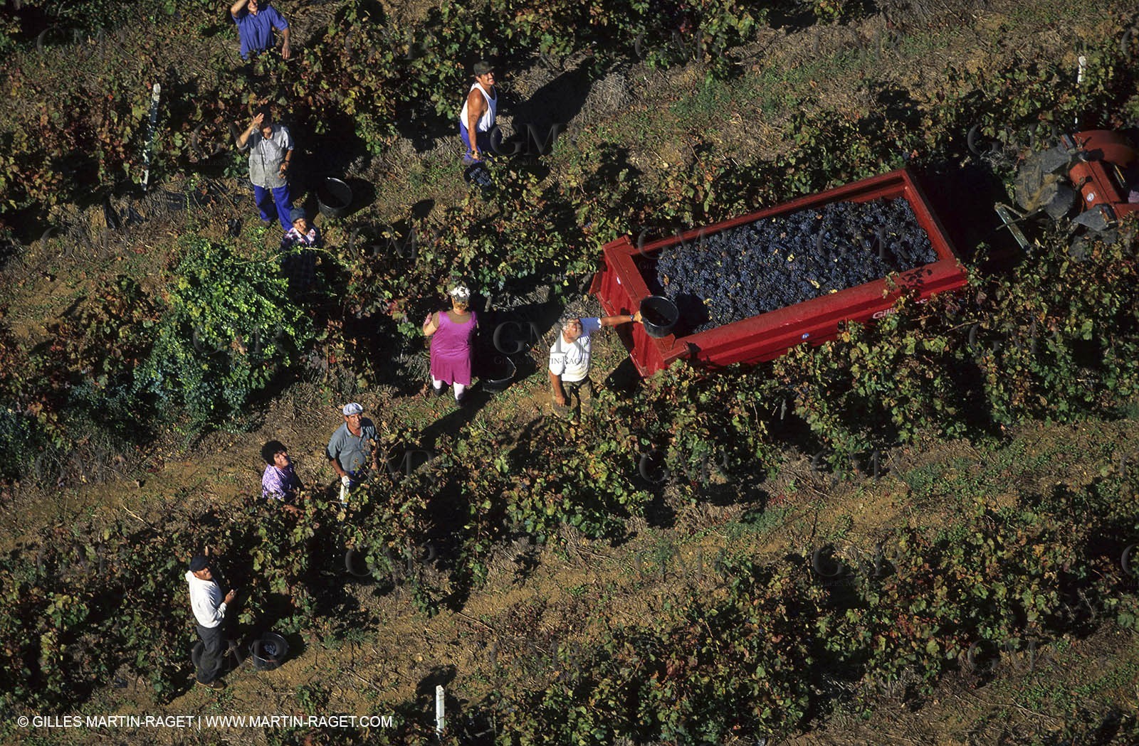Grape Harvest