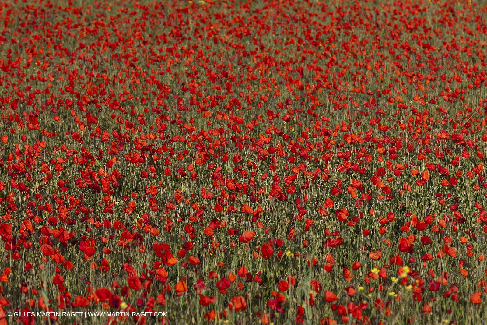 29 04 2012 ( Saint Rémy de Provence (FRA, 13) - Chaîne des Alpilles vers Romanin