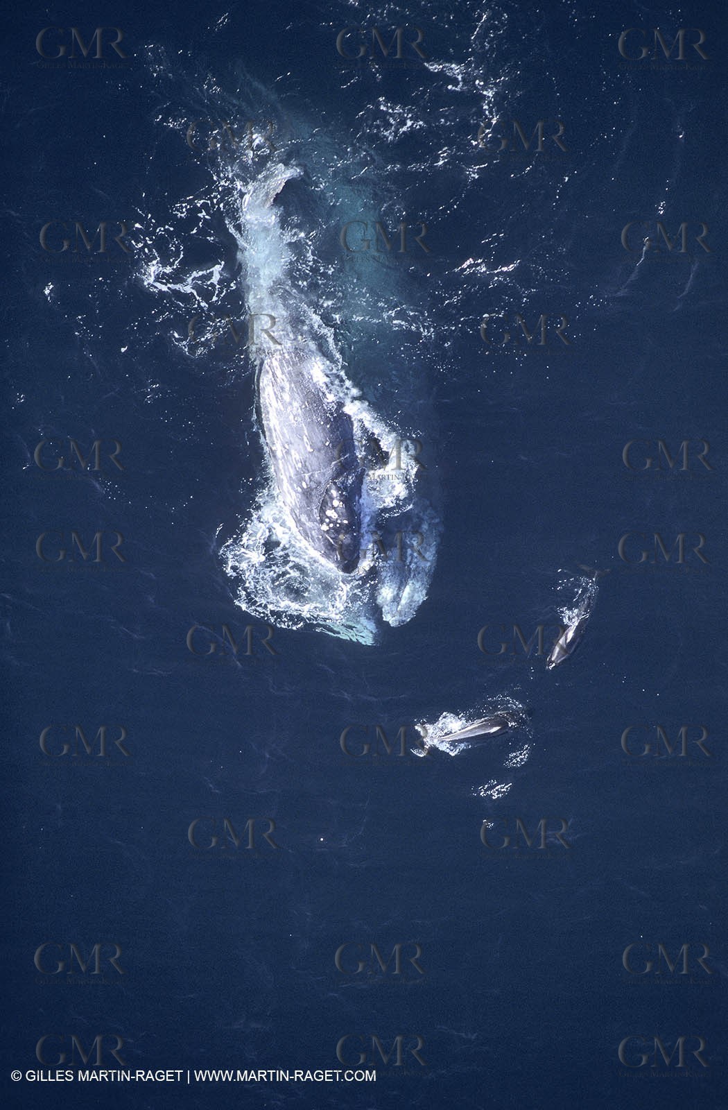 Animaux marins