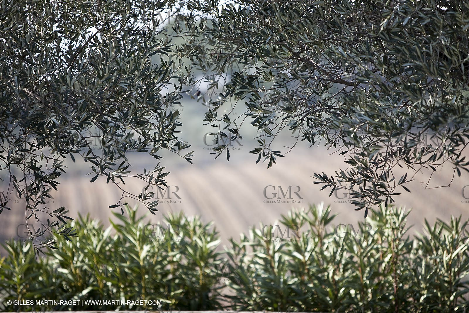 Saint Drézéry (FRA, 34), Domaine de Puech Haut