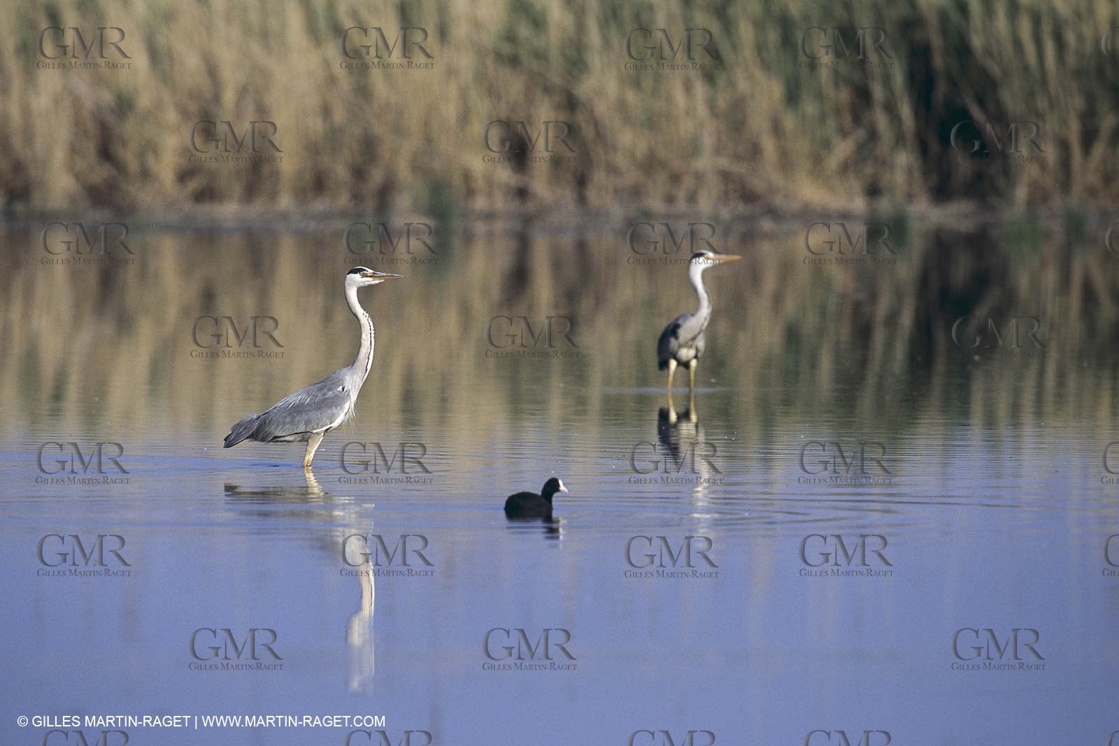 France, Provence, Camargue, Birds