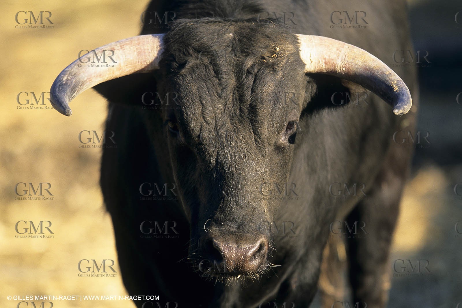 Arles (FRA,13) - Bullfight