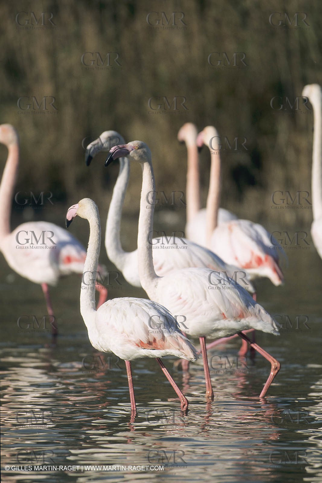 France, Provence, Camargue, Birds, Flamants, flamingos