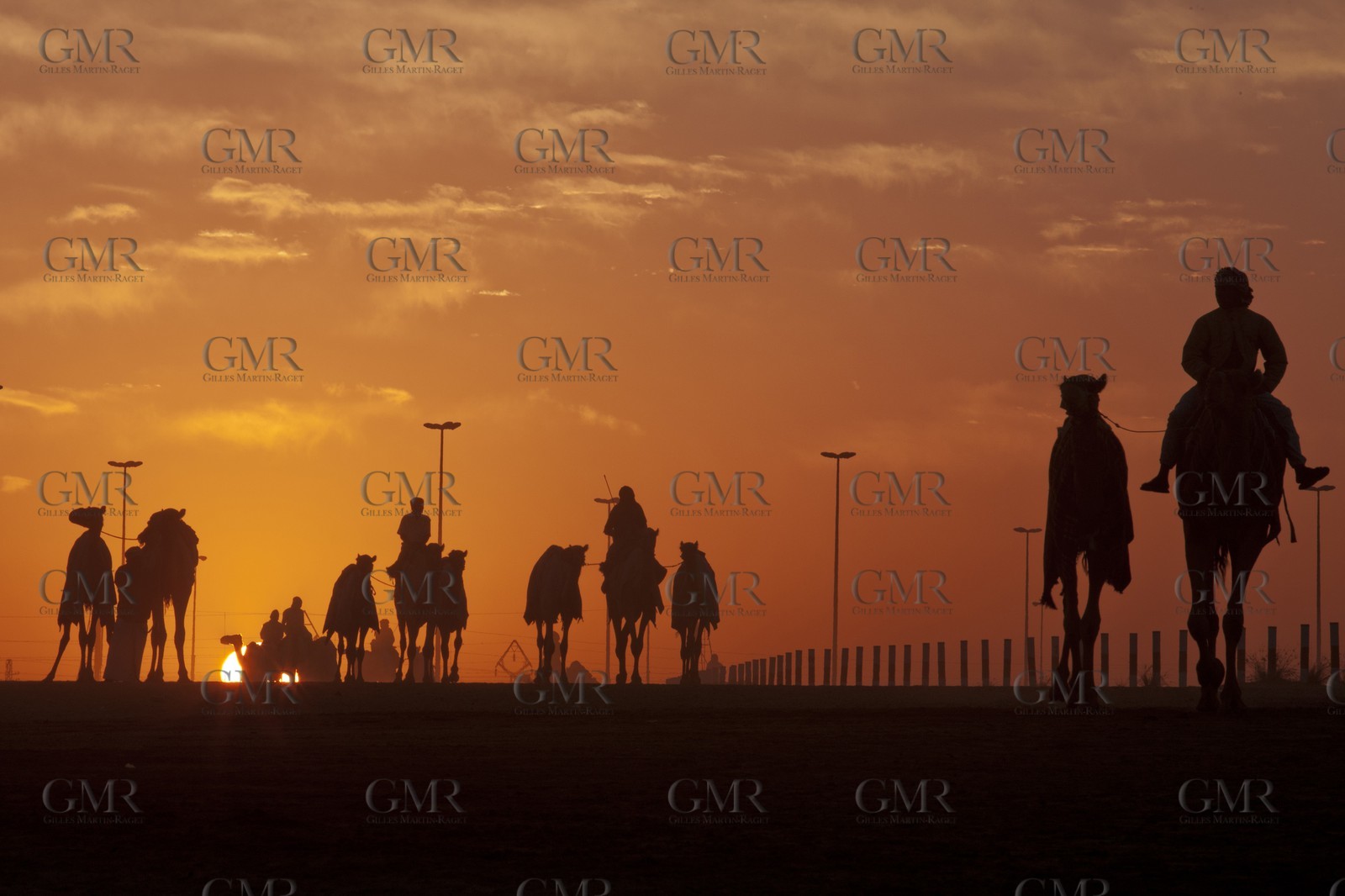 20 11 2010 - Dubai (UAE) - Camel races
