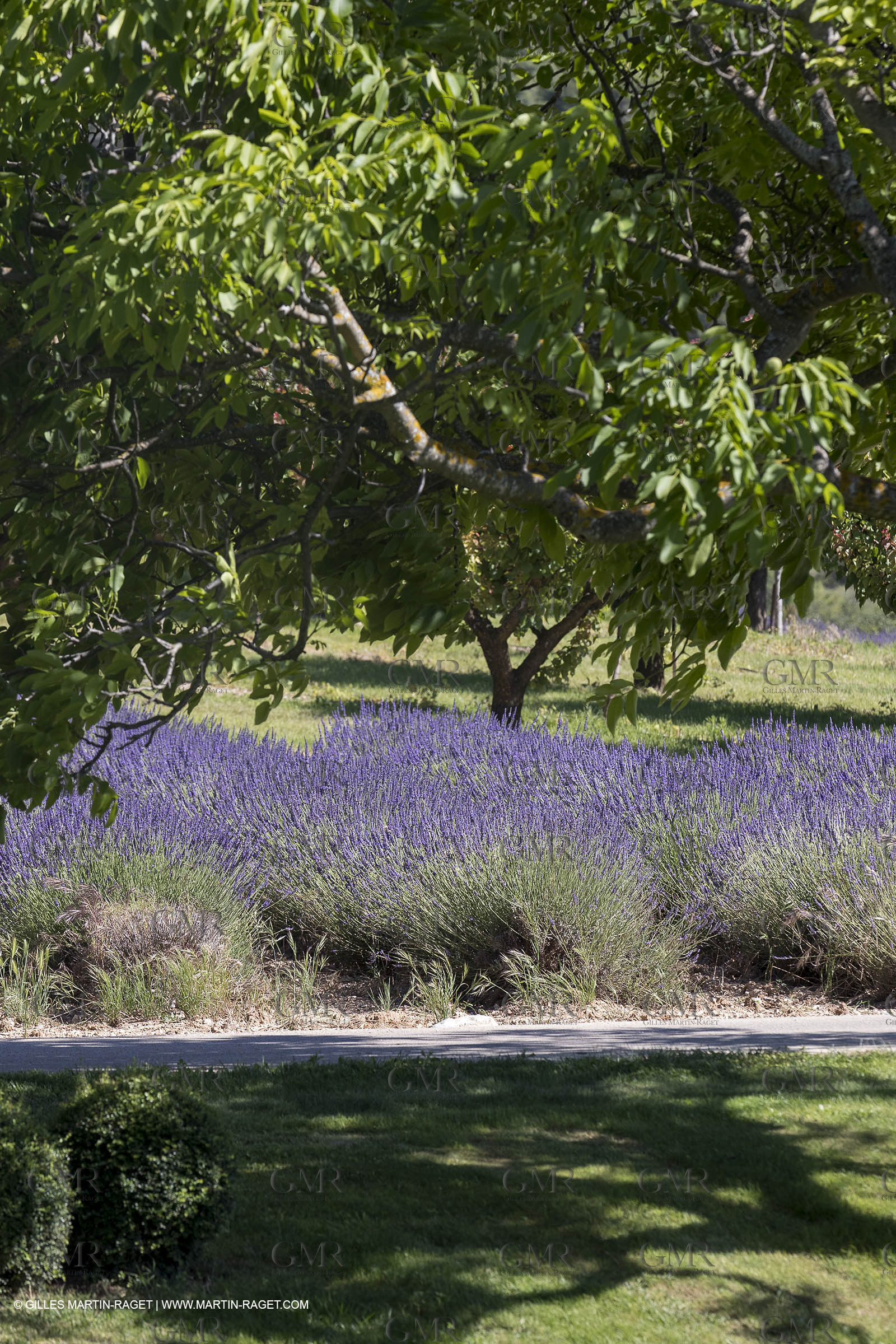 22 06 2018, Saint-Saturnin les Apts (FRA,84), Domaine des Andéols
