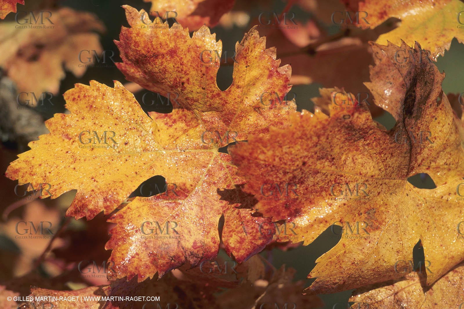 Vin, Vigne , Vendanges, vignification, vignobles, France, Provence, Côte du Rhône, Rosé