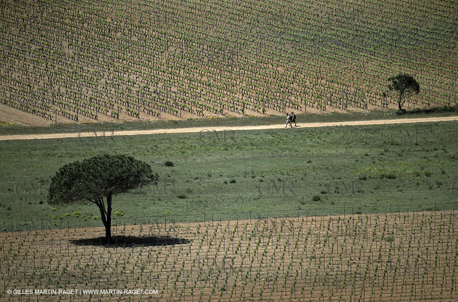 Var, 'Hyères islands, (FRA, 83), Porquerolles island