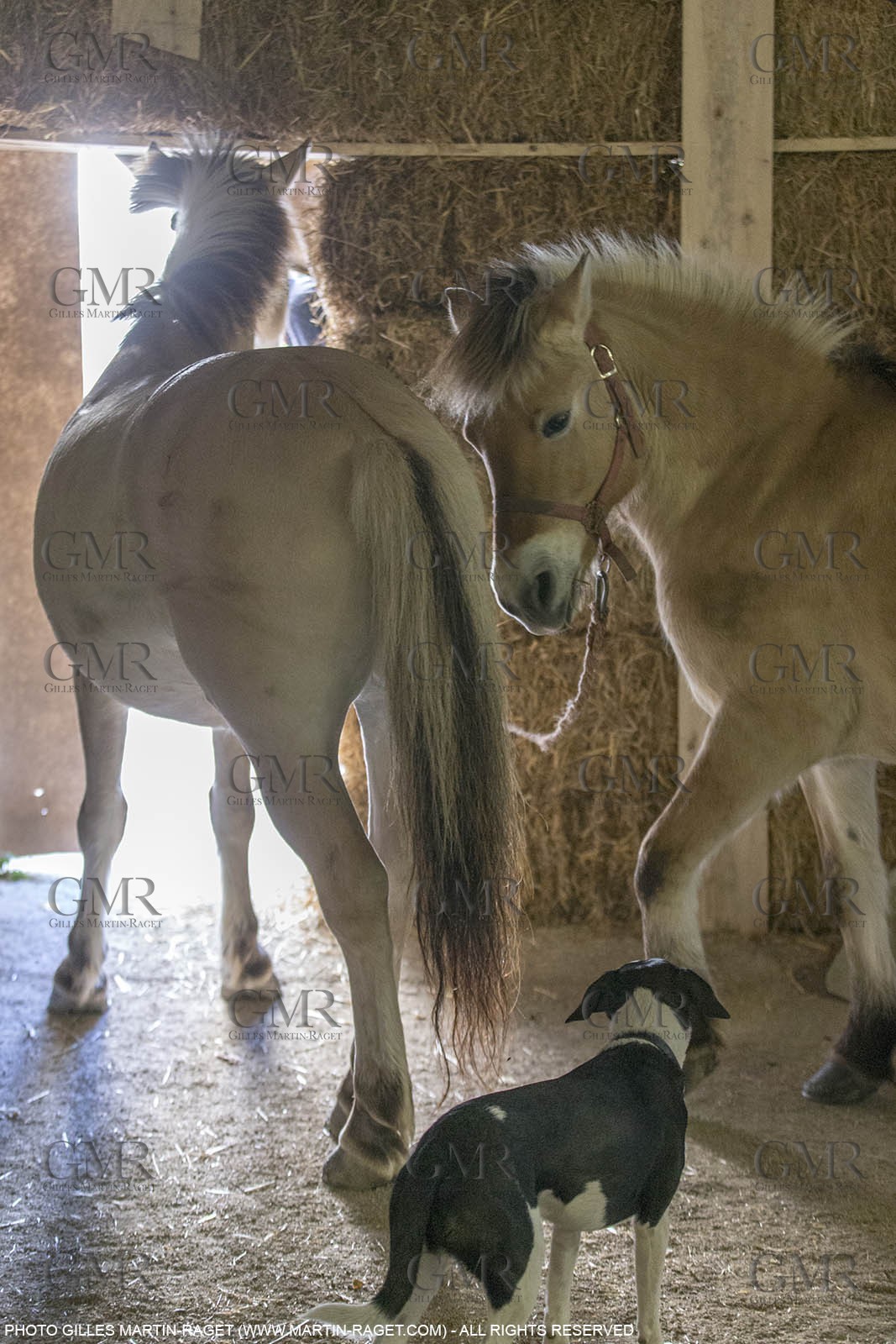 14 11 2015, Saint-Etienne du Grès (FRA,13), fabrication traditionelle de l'huile d'olive au moulin de la Croix