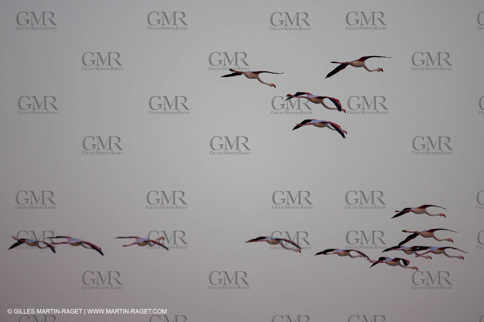 19 04 2011 - Arles (FRA,13) - Pink flamingos in La Gacholle Lighthouse vicinity