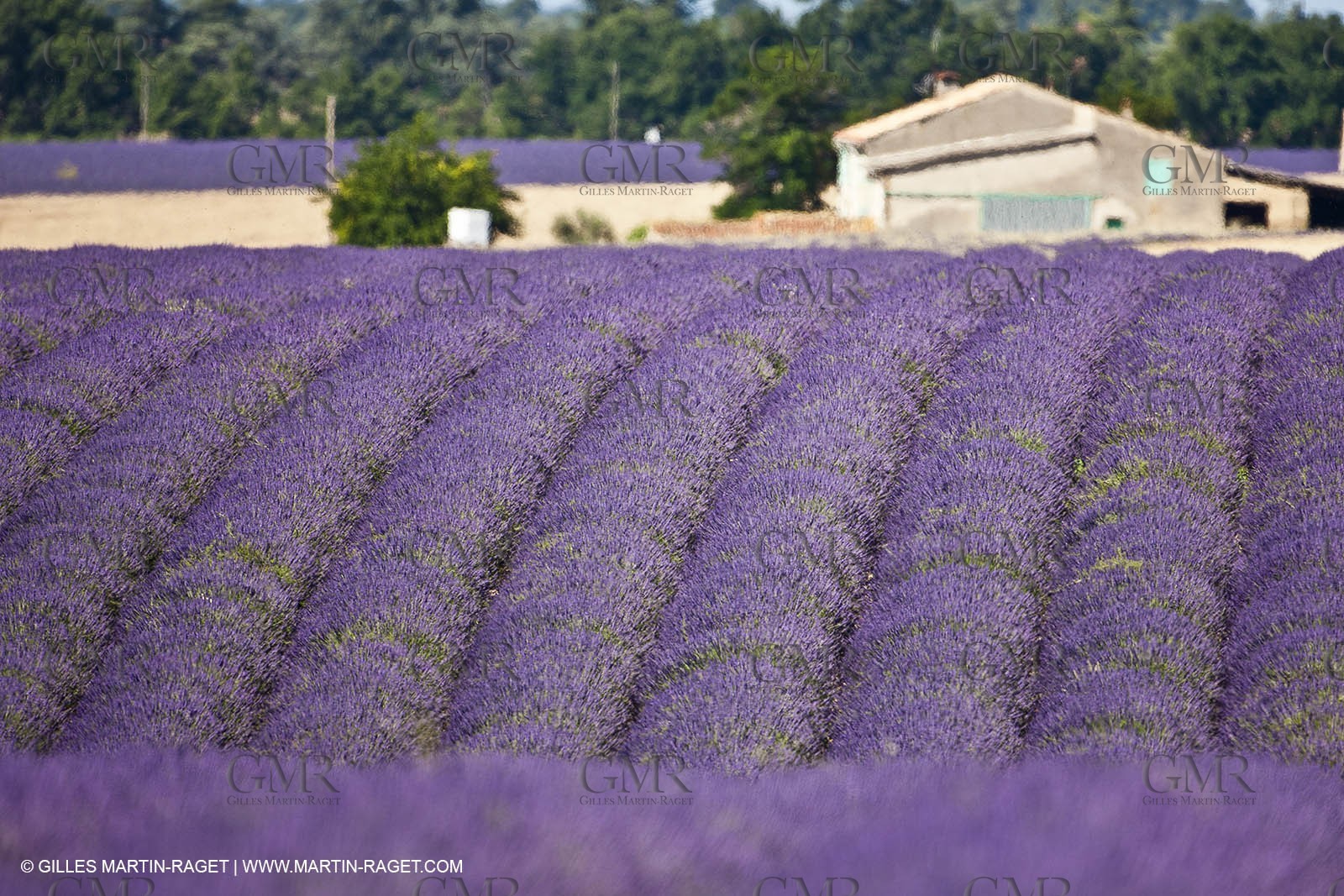 27 06 2011 - Valensole (FRA, 04) - Lavander fields
