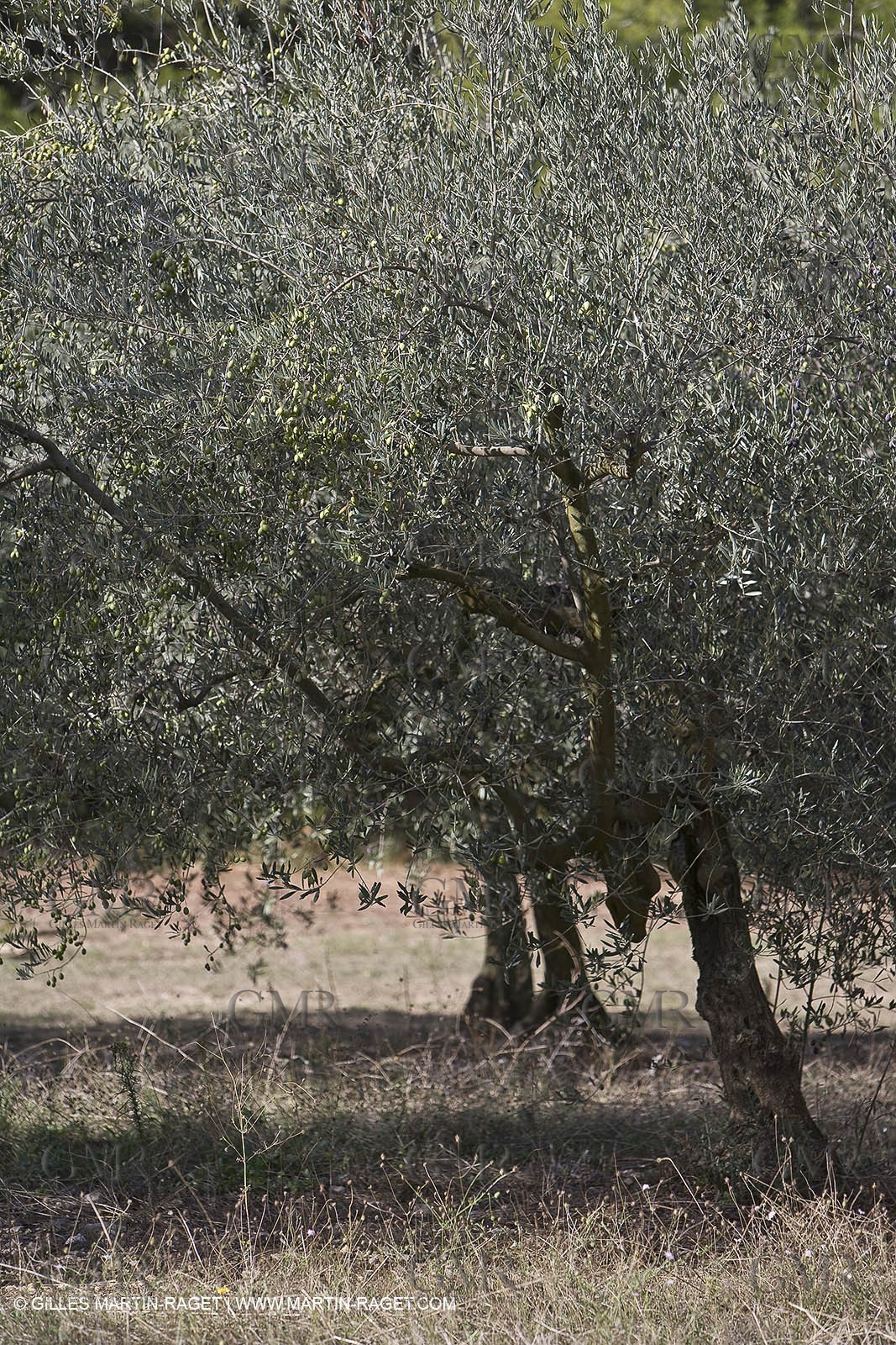 France, Provence, Oliviers, oliveraies, olive trees