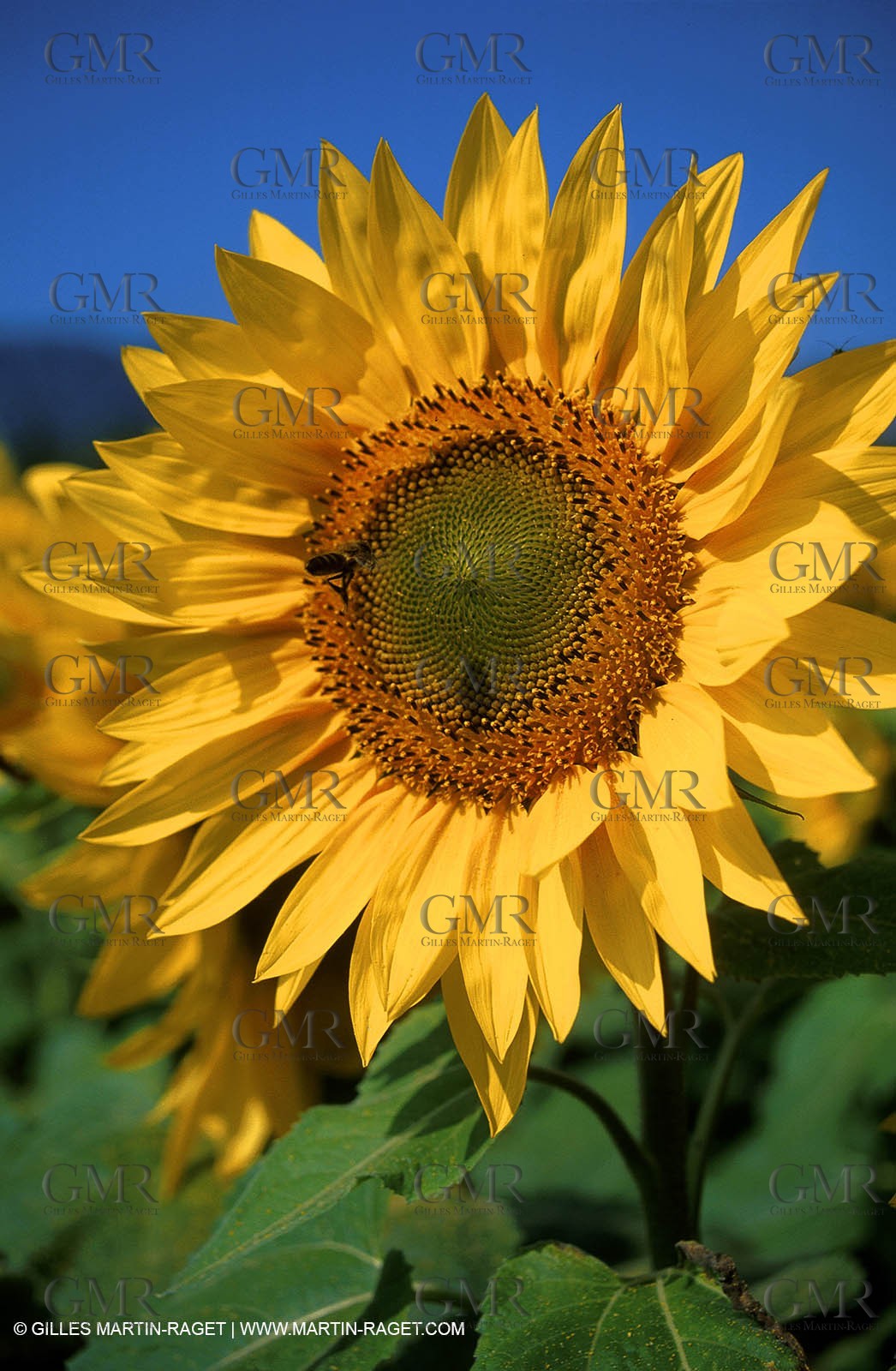 Champs de tournesols