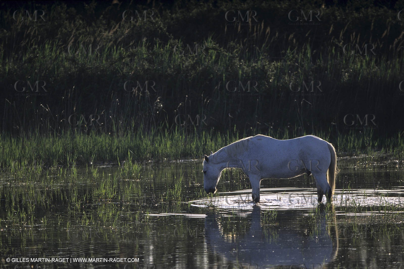 Camargue horses