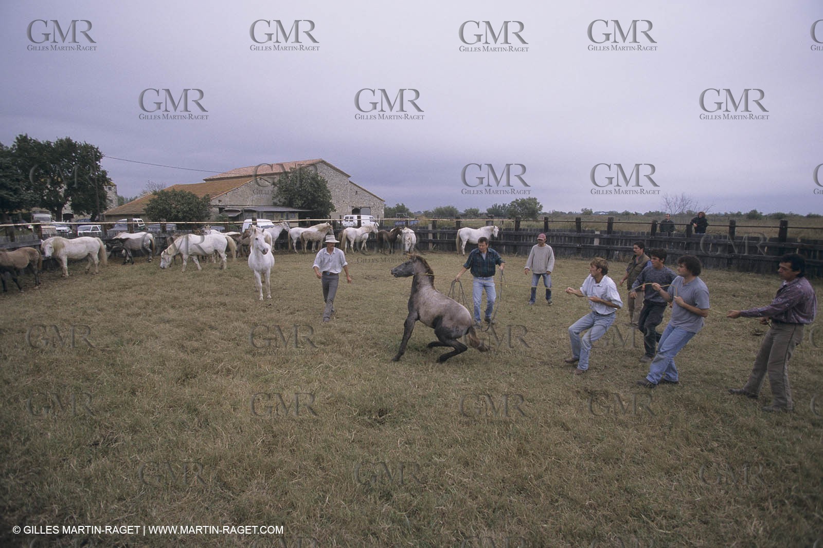 France, Provence, Camargue, Gardians de Camargue, métier, fêtes, élevage, tri