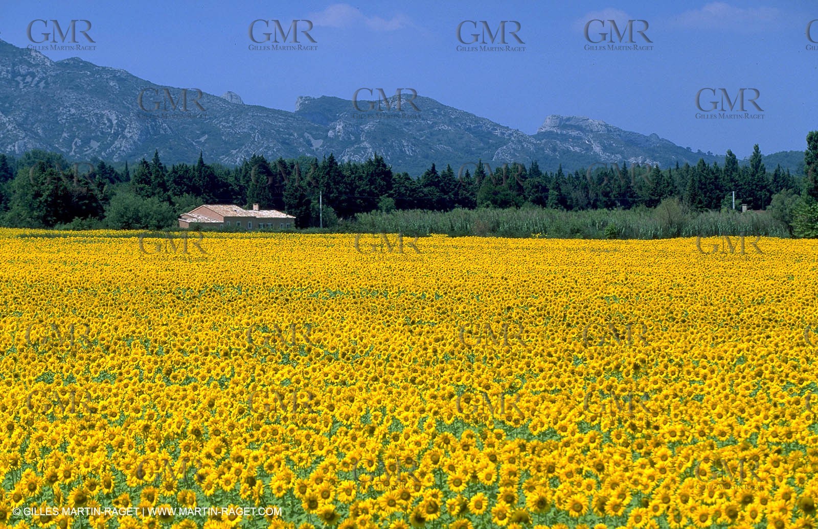 Alpilles countryside