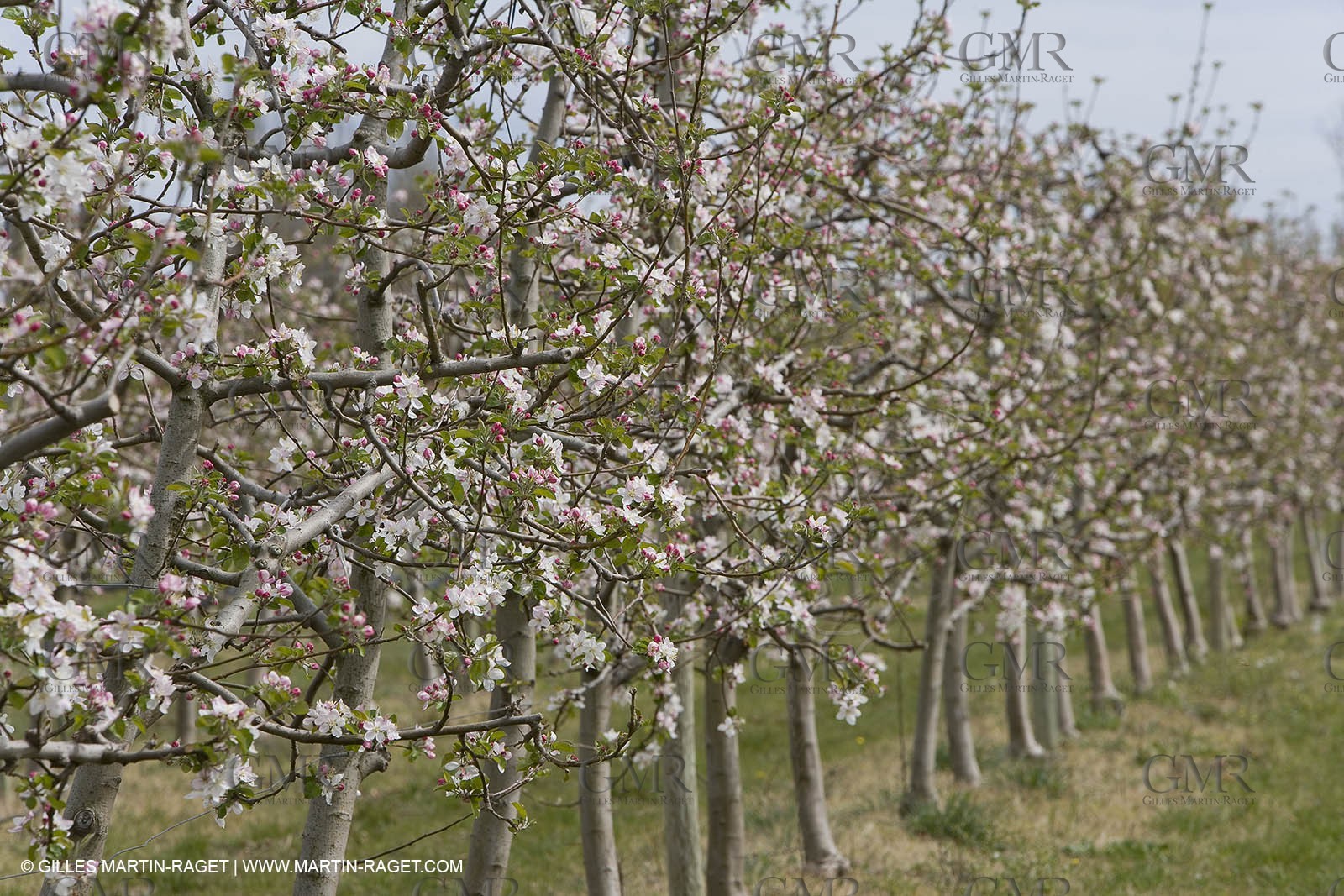 26 03 08 - Saint Rémy de Provence (FRA,13) - Apple trees in bloom