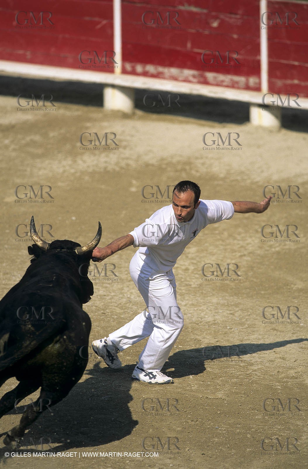 Gard, (FRA,30) - Camargue bull game