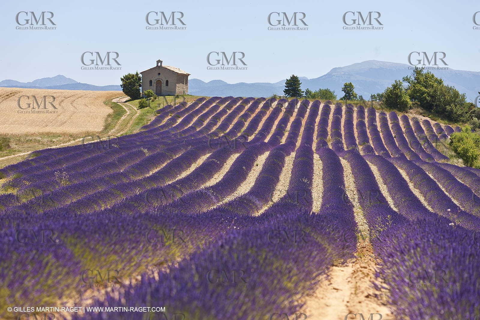 27 06 2011 - Entrevennes (FRA, 04) - Lavander fields