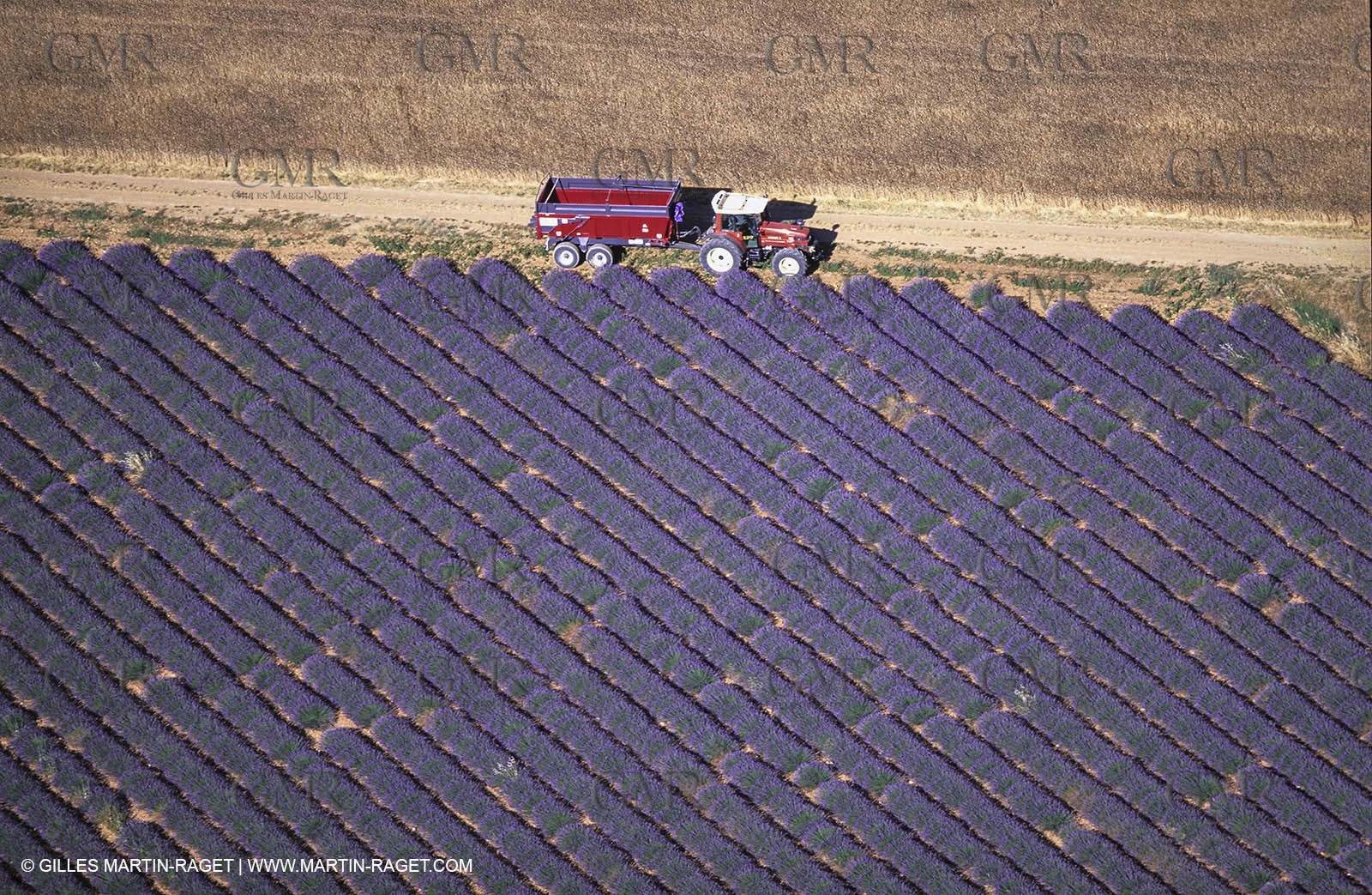 Juin 2005, Valensole (FRA,04) - Lavander fields